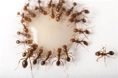 螞蟻入侵房間 南半球 季節